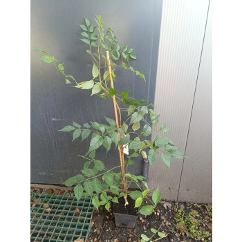 MILIN AMERYKAŃSKI SZCZEPIONY Gabor - sadzonki 80 / 100 cm